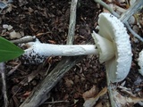 Amanita abrupta image