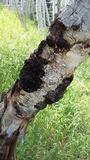 Ceratocystis fimbriata image