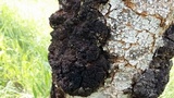Ceratocystis fimbriata image