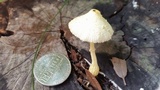 Leucocoprinus flavescens image