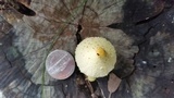 Leucocoprinus flavescens image