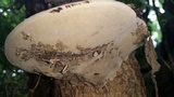 Fomes fasciatus image