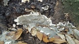 Kretzschmaria deusta image