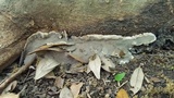 Kretzschmaria deusta image