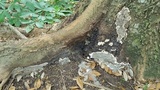 Kretzschmaria deusta image