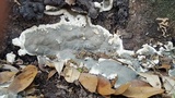 Kretzschmaria deusta image