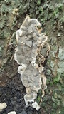 Kretzschmaria deusta image