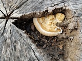 Trametes cubensis image