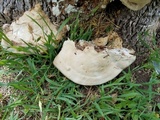 Trametes cubensis image