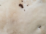 Trametes cubensis image