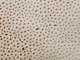 Trametes cubensis image
