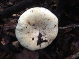 Lactarius piperatus image