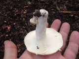 Lactarius piperatus image