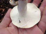 Lactarius piperatus image