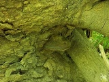 Fomes fasciatus image