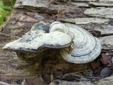 Fomes fasciatus image