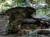 Fomes fasciatus image