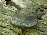 Fomes fasciatus image