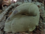Fomes fasciatus image