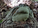 Fomes fasciatus image