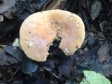 Lactarius hygrophoroides image