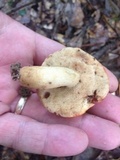 Gyroporus ballouii image