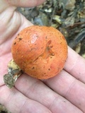 Tylopilus balloui image
