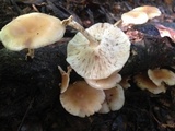 Lentinula boryana image