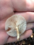 Lentinula boryana image