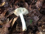 Russula parvovirescens image