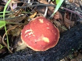 Aureoboletus auriporus image