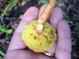 Aureoboletus auriporus image