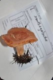 Lactarius xanthogalactus image