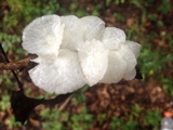 Hemimycena candida image