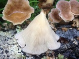 Panus neostrigosus image