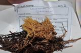 Ramaria pinicola image