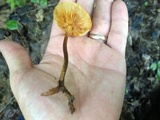 Xeromphalina tenuipes image