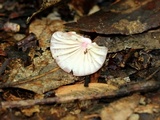 Marasmius pulcherripes image