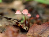 Marasmius pulcherripes image