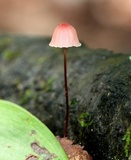 Marasmius pulcherripes image