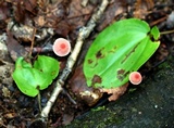 Marasmius pulcherripes image