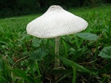 Leucocoprinus cepistipes image