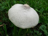 Leucocoprinus cepistipes image
