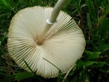 Leucocoprinus cepistipes image