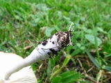 Leucocoprinus cepistipes image