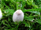 Leucocoprinus cepistipes image