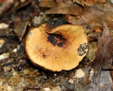Galiella rufa image