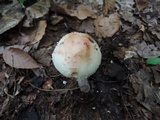 Amanita rubescens var. rubescens image