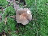 Russula crustosa image