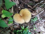 Tapinella atrotomentosa image
